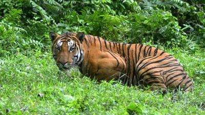 The Sunderbans, formed by the River Ganges and River Brahmaputra, is the world’s largest and only mangrove delta inhabited by tigers. There are around 100 tigers each in India and Bangladesh over which the forest spreads. (AFP PHOTO.) The Sunderbans, formed by the River Ganges and River Brahmaputra, is the world’s largest and only mangrove delta inhabited by tigers. There are around 100 tigers each in India and Bangladesh over which the forest spreads. (AFP PHOTO.)