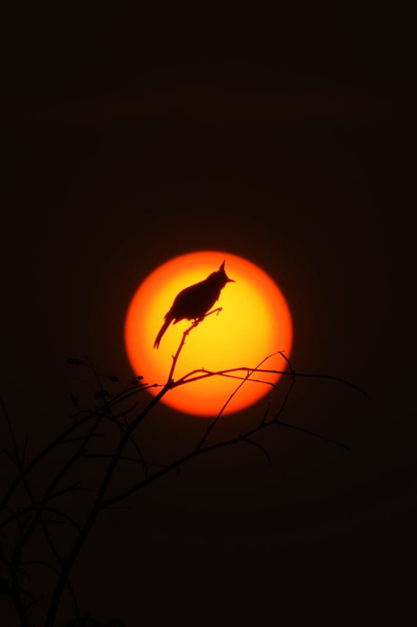 A bulbul framed against the setting sun. (Photo: Jayesh Padichal) A bulbul framed against the setting sun. (Photo: Jayesh Padichal)
