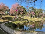The picture shows beautiful blossoming Cherry Blossoms flowers.