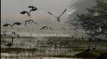 Over 150 birders in 20 teams went to birding hot spots such as Sultanpur, Mangar Bani, Bhondsi, Sanjay Van and the Yamuna floodplains, to record rare sightings, including that of greylag geese. (Representational image/HT Archive) Over 150 birders in 20 teams went to birding hot spots such as Sultanpur, Mangar Bani, Bhondsi, Sanjay Van and the Yamuna floodplains, to record rare sightings, including that of greylag geese. (Representational image/HT Archive)