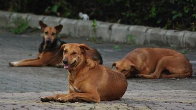 The civic body also plans to increase the number of animal birth control centres and tenders will soon be issued to find interested NGOs. (HT Archive) The civic body also plans to increase the number of animal birth control centres and tenders will soon be issued to find interested NGOs. (HT Archive)