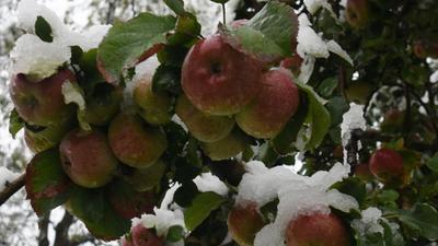 Kisan Sangharsh Samiti convener Sanjay Chauhan said in Shimla that during the bypolls, the state government had announced to pay for the apple procured under the Market Intervention Scheme, but it failed to release payments to farmers. (HT File Photo/ Representational image) Kisan Sangharsh Samiti convener Sanjay Chauhan said in Shimla that during the bypolls, the state government had announced to pay for the apple procured under the Market Intervention Scheme, but it failed to release payments to farmers. (HT File Photo/ Representational image)