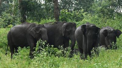 On Friday night, a speeding train from Mangalore to Chennai, near the A line between Walayar and Ettimadai, hit and killed three elephants—two female and a male. (AFP/Representative use) On Friday night, a speeding train from Mangalore to Chennai, near the A line between Walayar and Ettimadai, hit and killed three elephants—two female and a male. (AFP/Representative use)