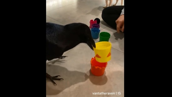 The image shows the raven playing with kid's toy. (Instagram/@vantatheraven⠀)