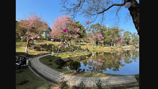 The picture shows beautiful blossoming Cherry Blossoms flowers.(Twitter/@SangmaConrad)