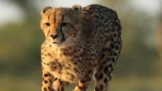 Cheetah, Launch Pad - Life Size