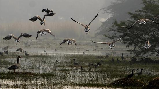 Over 150 birders in 20 teams went to birding hot spots such as Sultanpur, Mangar Bani, Bhondsi, Sanjay Van and the Yamuna floodplains, to record rare sightings, including that of greylag geese. (Representational image/HT Archive)