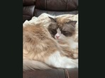 This cat sits on the sofa and judges its doggo siblings. (Jukin Media) This cat sits on the sofa and judges its doggo siblings. (Jukin Media)