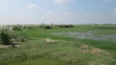 The green belt is along the link road connecting Greater Noida West with Ghaziabad via national highways 24 (NH-24) and Sector Tech Zone 7, said officials of the Greater Noida authority on Monday. (Representational Photo/HT) The green belt is along the link road connecting Greater Noida West with Ghaziabad via national highways 24 (NH-24) and Sector Tech Zone 7, said officials of the Greater Noida authority on Monday. (Representational Photo/HT)