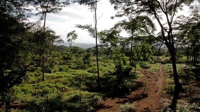A group of volunteers are conducting a survey of Taljai tekdi, to understand its biodiversity and study its flora and fauna. (HT FILE PHOTO) A group of volunteers are conducting a survey of Taljai tekdi, to understand its biodiversity and study its flora and fauna. (HT FILE PHOTO)