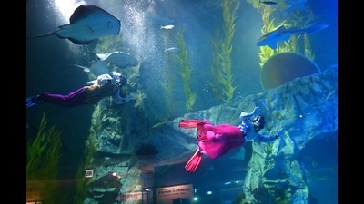 GADVASU will conduct the drive to promote the consumption of fish and spread awareness on its nutritional values. (AFP)