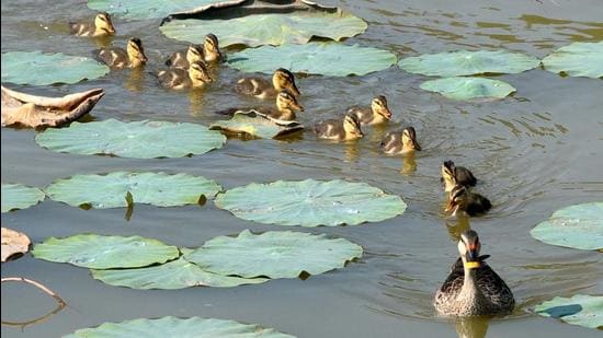 A brood of ducks spotted at Sukhna Lake in Chandigarh on Monday. (RAVI KUMAR/HT)