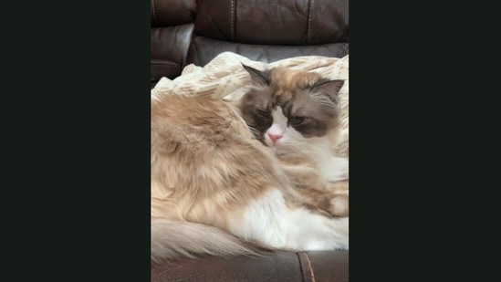 This cat sits on the sofa and judges its doggo siblings. (Jukin Media) This cat sits on the sofa and judges its doggo siblings. (Jukin Media)