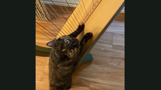 This cat plays the harp quite well - at least for a cat. (Jukin Media)