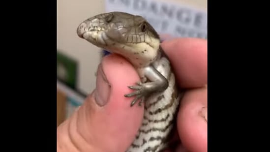 The rare, two-headed lizard with a blue tongue.&amp;nbsp;(instagram/@jayprehistoricpets)
