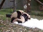 The cute pandas playing on a pallet of ice. (instagram/@smithsonianzoo) The cute pandas playing on a pallet of ice. (instagram/@smithsonianzoo)