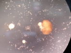 An image of xenobot shared in the recently published research, taken from video screengrab.
