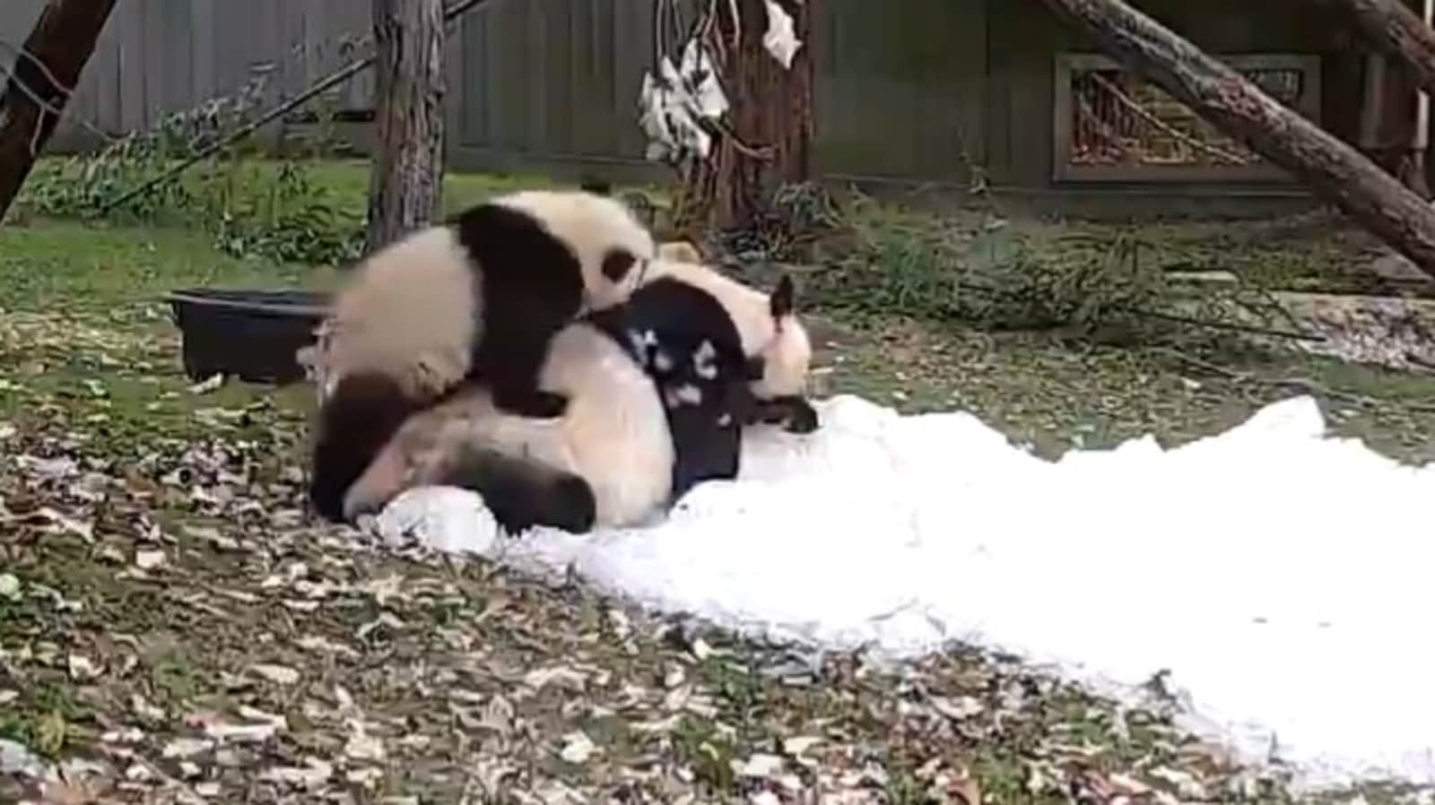giant pandas playing