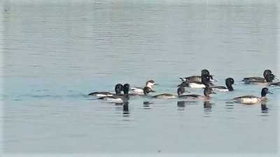 A group of Smew (mergellus albellus) in the backwaters of the wetland. The Haiderpur wetland is situated on the confluence of the Ganga and its tributary Solani river on the border of Muzaffarnagar and Bijnor and is home to rare and endangered bird species. (Sourced) A group of Smew (mergellus albellus) in the backwaters of the wetland. The Haiderpur wetland is situated on the confluence of the Ganga and its tributary Solani river on the border of Muzaffarnagar and Bijnor and is home to rare and endangered bird species. (Sourced)