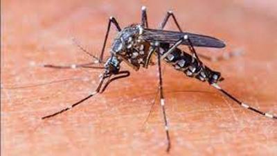 Come December, there has been a dip in dengue cases in rural areas, while cases continue to be reported from Ludhiana city. Patients in the district are being shifted to surveillance hospitals. (Representative Image/HT File) Come December, there has been a dip in dengue cases in rural areas, while cases continue to be reported from Ludhiana city. Patients in the district are being shifted to surveillance hospitals. (Representative Image/HT File)