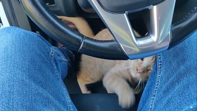 The playful orange cat that entered the man's car and refused to leave without some love. (reddit/@u/MyMomSaysIAmCool) The playful orange cat that entered the man's car and refused to leave without some love. (reddit/@u/MyMomSaysIAmCool)