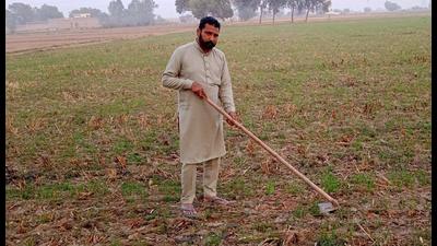 Agriculture experts attribute the early sowing to pink bollworm infestation as cotton growers preferred to clear fields well before the traditional period for wheat sowing. Agriculture experts attribute the early sowing to pink bollworm infestation as cotton growers preferred to clear fields well before the traditional period for wheat sowing.