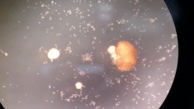 An image of xenobot shared in the recently published research, taken from video screengrab. (Twitter/@Kriegmerica)