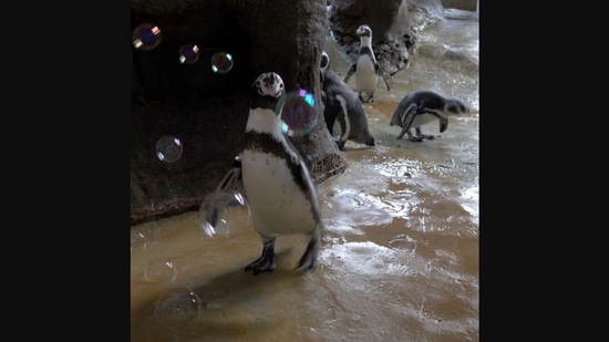 The cute Humboldt penguins having a gala time playing with bubbles. (facebook/@oregonzoo) The cute Humboldt penguins having a gala time playing with bubbles. (facebook/@oregonzoo)