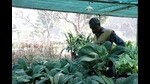 Nurseries in Delhi-NCR report an increase in sales of indoor plants with air purifying properties, with peace lily, areca palms, syngonium and snake plants being some of the popular options. (Photo: Dhruv Sethi/HT)