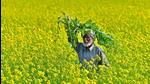 Several large states are yet to pay thousands of crores towards their share of subsidy for premiums under the flagship farm insurance programme, Parliament was informed on Wednesday. (HT file photo) Several large states are yet to pay thousands of crores towards their share of subsidy for premiums under the flagship farm insurance programme, Parliament was informed on Wednesday. (HT file photo)