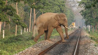 The CAG report stated that precautionary measures like speed restrictions were not being enforced in the notified elephant passages. (Shutterstock) The CAG report stated that precautionary measures like speed restrictions were not being enforced in the notified elephant passages. (Shutterstock)