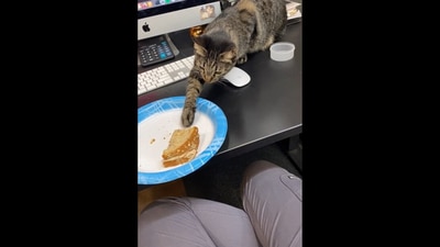 The naughty cat, Bea, touching everything including a half-eaten sandwich at the vet's office.&nbsp; (reddit/@Nayib_Ozzy)