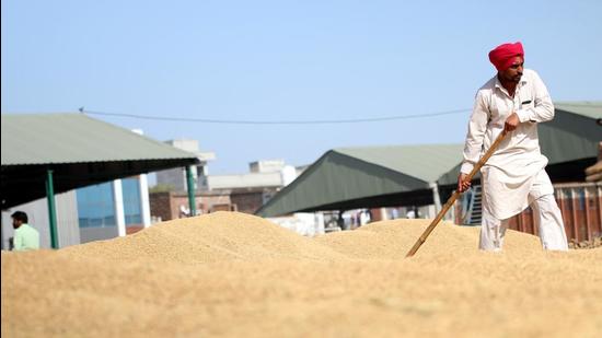 Punjab: Over 25% of Cotton Sold Below Minimum Support Price