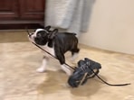 This doggo, Lloyd, carries things that belong to its human, from one room to the other. (reddit/@downriverrowing) This doggo, Lloyd, carries things that belong to its human, from one room to the other. (reddit/@downriverrowing)