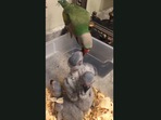 Ozzie the papa parakeet, seen feeding his baby bird kids. (Jukin Media) Ozzie the papa parakeet, seen feeding his baby bird kids. (Jukin Media)