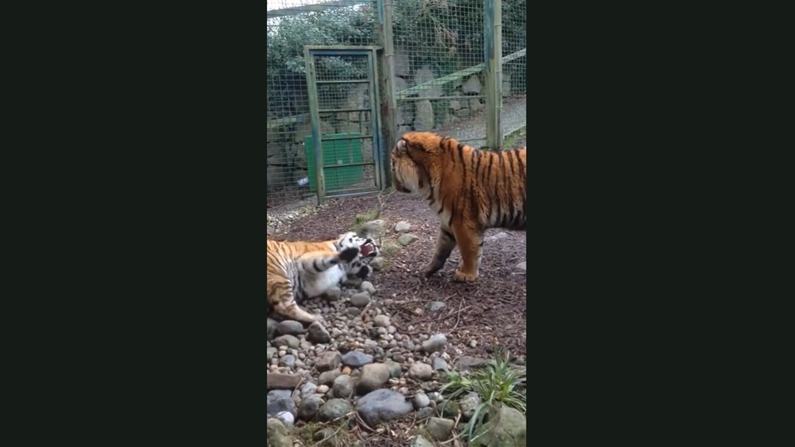 Tigers fight in the Dublin Zoo. Fascinating video may stun you | Trending -  Hindustan Times