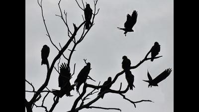 A flock of black kites perched on a tree on a foggy day in Ludhiana on Thursday. (Gurpreet Singh/Hindustan ti) A flock of black kites perched on a tree on a foggy day in Ludhiana on Thursday. (Gurpreet Singh/Hindustan ti)
