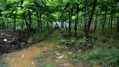 A vineyard in Nashik submerged due to the heavy rain on Wednesday, affecting the grape crop. December rain is likely to have affected the grape and paddy crops in Western Maharashtra. At least 150 sheep died in the Purandar taluka of Pune district due to the heavy rain on Wednesday. (RAVINDRA RAJPUT/HT)