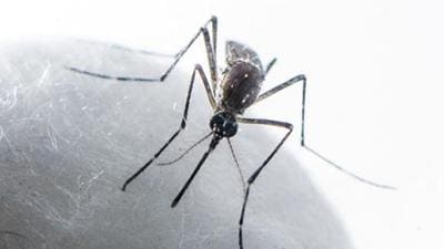 Nineteen fresh dengue infections were also reported in the tricity on Thursday, with Chandigarh reporting 10 of them. Seven cases surfaced in Mohali while two were reported from Panchkula. (Satish Bate/HT PHOTO)