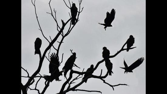 A flock of black kites perched on a tree on a foggy day in Ludhiana on Thursday. (Gurpreet Singh/Hindustan ti)