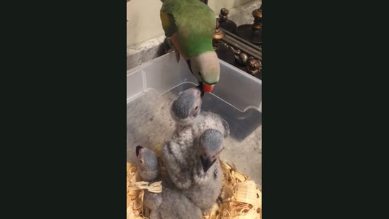 Ozzie the papa parakeet, seen feeding his baby bird kids.&nbsp;(Jukin Media)