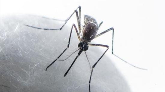 Nineteen fresh dengue infections were also reported in the tricity on Thursday, with Chandigarh reporting 10 of them. Seven cases surfaced in Mohali while two were reported from Panchkula. (Satish Bate/HT PHOTO)