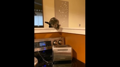 The image shows the cat looking at a toaster. (Reddit/@coyotetime)