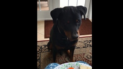 The image shows a dog standing who reacted differently on being offered cheese and veggies. (Reddit/@Pazluz)