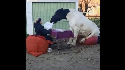 The image shows the horse using its mouth to draw one of the cards. (Reddit//SpookySYN)