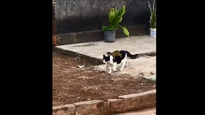 The video shows the cat with a monkey on its back. (Reddit/@FernandoBock)