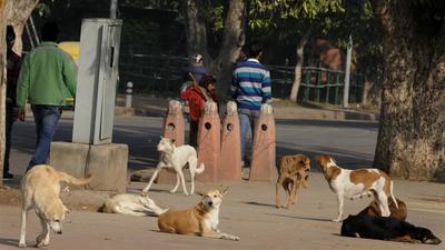 Currently, the three municipal corporations of Delhi do not operate any animal or bird hospitals, but the Delhi government’s animal husbandry department does operate dispensaries for animals. (Picture for representation only/HT Archive) Currently, the three municipal corporations of Delhi do not operate any animal or bird hospitals, but the Delhi government’s animal husbandry department does operate dispensaries for animals. (Picture for representation only/HT Archive)
