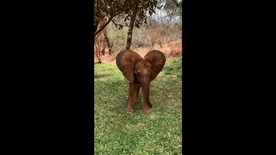 The image shows a baby elephant calf with its heart-shaped ears.(Instagram/@sheldricktrust)