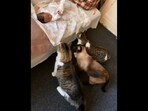 The image shows the three cats looking at the newborn baby.(Reddit/@ilovenyc)