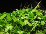 Fenugreek or Methi can help control blood sugar levels for people with diabetes.(Pixabay) Fenugreek or Methi can help control blood sugar levels for people with diabetes.(Pixabay)